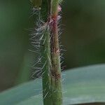 Paspalum paniculatum خشب