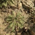 Sisymbrella aspera Leaf