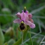 Ophrys tenthredinifera Цвят