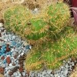 Echinocereus coccineus Φύλλο