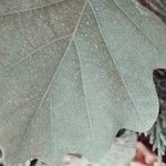 Rhoicissus tomentosa Leaf