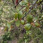 Betula humilis Leaf