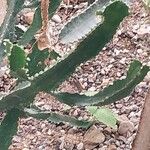 Euphorbia triangularis Leaf