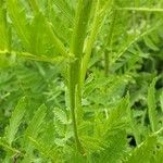 Tanacetum macrophyllum Rhisgl