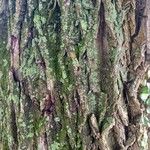 Salix babylonica Corteza