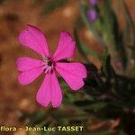 Silene stockenii Fiore