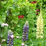Lupinus polyphyllus Fleur
