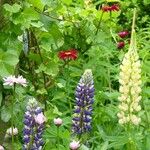 Lupinus polyphyllus Fiore