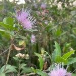 Cyrtocymura scorpioides Flower