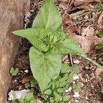 Mirabilis longiflora Лист