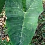 Xanthosoma brasiliense 葉