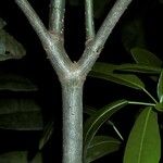 Tabebuia pallida പുറംതൊലി
