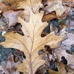 Quercus kelloggii Leaf