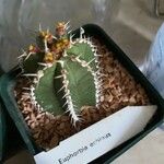 Euphorbia echinulata Лист