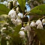 Elaeocarpus reticulatus फूल