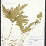 Selaginella parkeri Облик