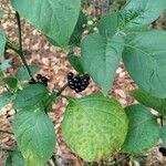 Solanum scabrum 果実