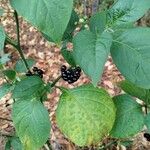 Solanum scabrum Плод