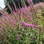 Lythrum salicariaFlower