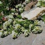 Galium megalospermum Flower