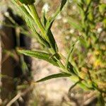 Pseudognaphalium californicum Leaf