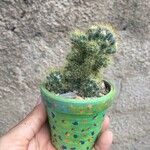 Mammillaria prolifera Листок