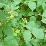 Rubus platyacanthus 其他