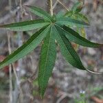 Dombeya acutangula Leaf