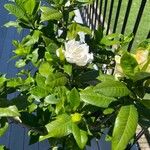 Gardenia augusta Kvet
