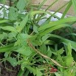 Solanum dulcamara Lapas