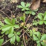 Potentilla anglica Hoja