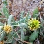 Centaurea seridis 叶