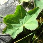 Alchemilla glabra Blad