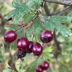 Crataegus rhipidophylla ഫലം