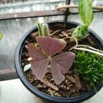 Oxalis triangularis برگ