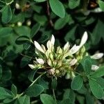 Rhododendron atlanticum Hábito