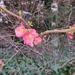 Chaenomeles japonicaFlower