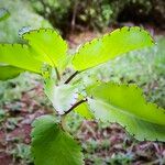 Kalanchoe pinnata Blatt