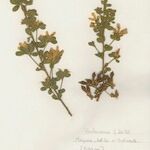 Genista monspessulana Sonstige