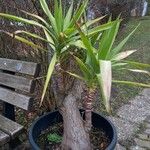 Yucca aloifolia 形态