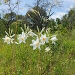 Lilium candidum Blüte