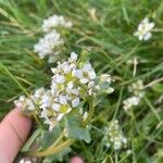 Cochlearia anglicaBlomst