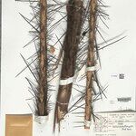 Bactris acanthocarpoides Cortiza