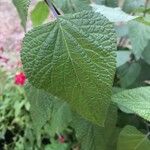 Salvia tiliifolia Leaf