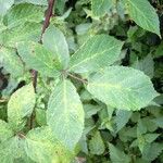 Rubus montanus Blatt