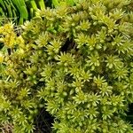 Aeonium arboreumBlodyn