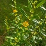 Heimia salicifolia Flower