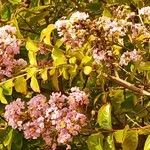 Lagerstroemia indicaMaua