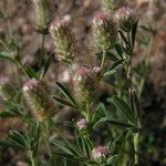 Trifolium arvense Fula