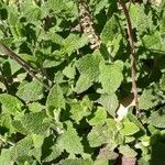 Teucrium scorodonia Hostoa